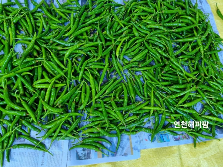  연천 노지 청양고추 꽈리고추 수확