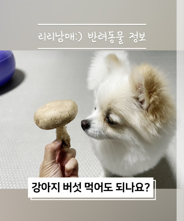  버섯은 강아지가 먹어도 되는 음식, 강아지한테 관절에도 좋은 음식이예요