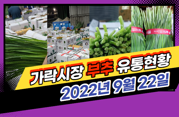  [경매사 일일보고] 9월 22일자 가락시장 "부추" 경매동향을 살펴보겠습니다!
