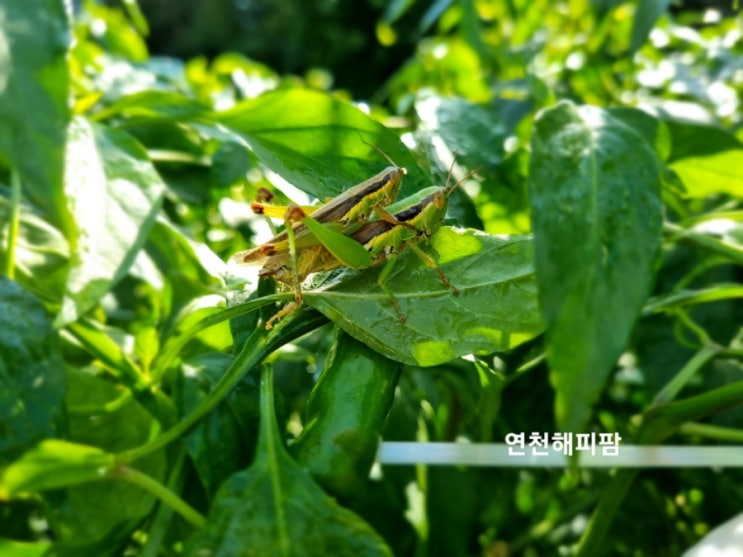  연천 노지 청양고추 수확중 메뚜기 짝짓기
