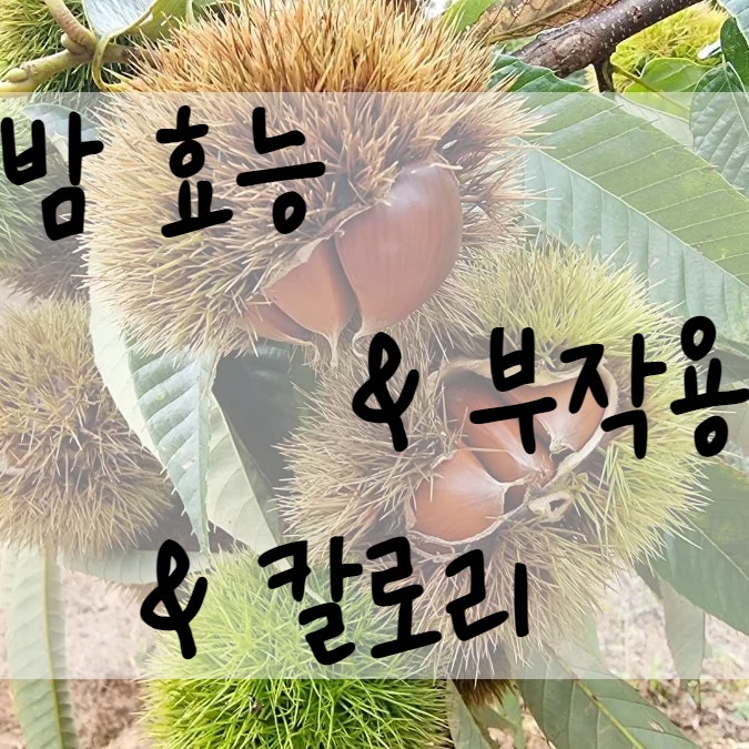  생밤 삶은밤 찐알밤의 효능 칼로리 부작용