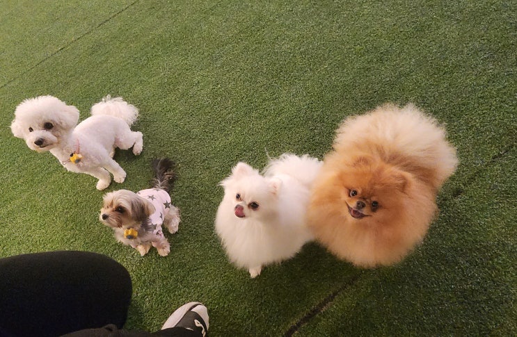  넓은 운동장에서 뛰어놀기 좋은 경기광주애견카페 땡구네 (구카페마리)