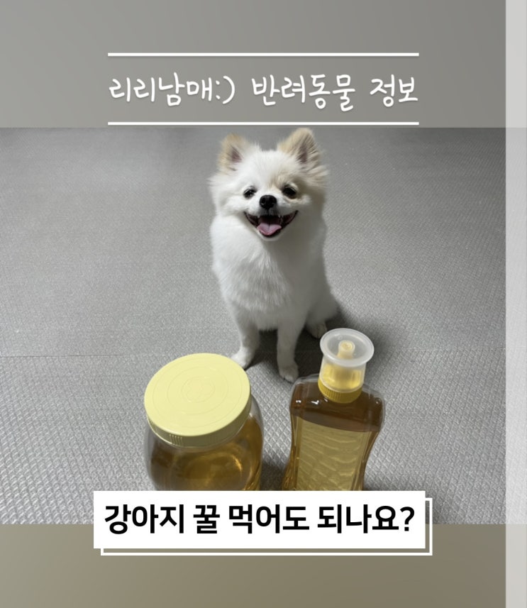  강아지 꿀 먹어도 될까요? 꿀 효능과 급여방법 주의사항