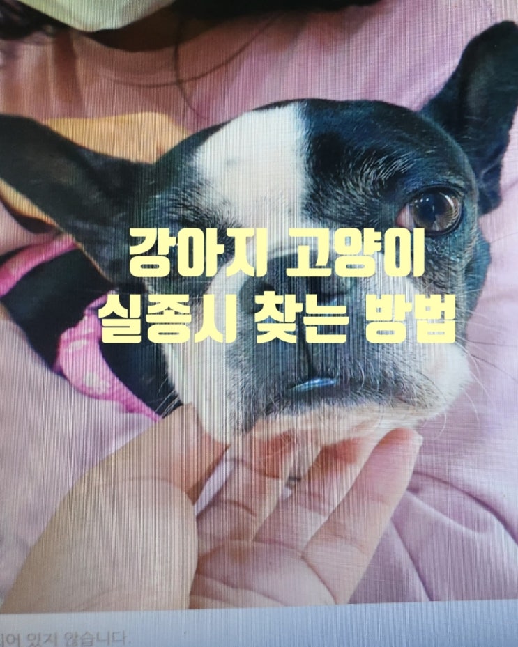 강아지  잃어버렸을때 실종 대처법 유기견 신고