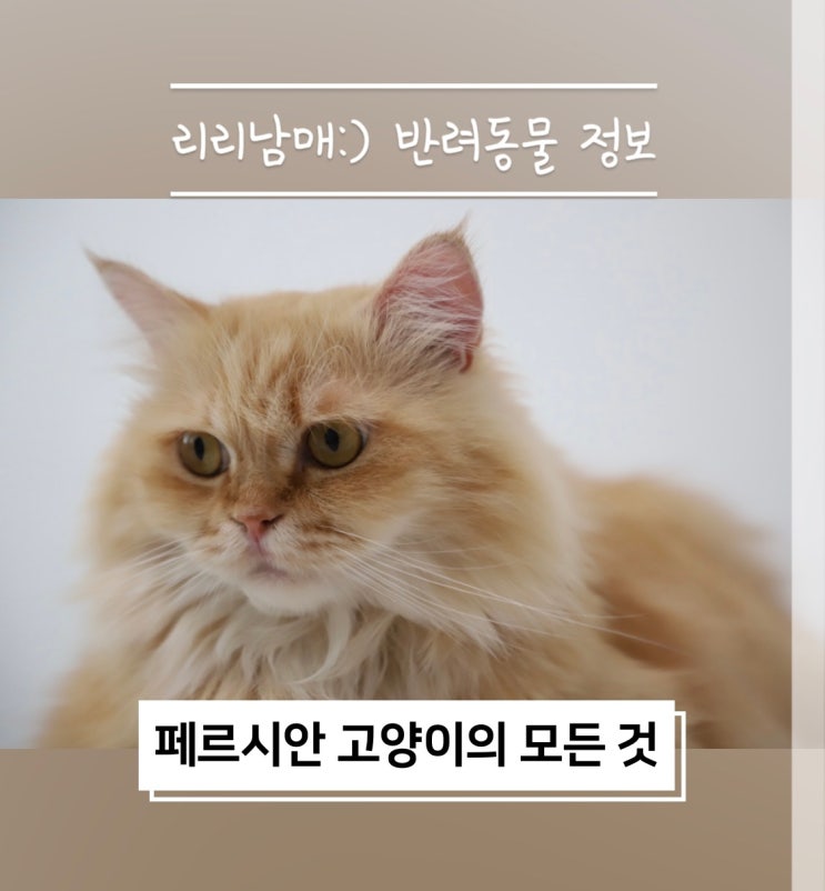 페르시안 고양이 종류, 성격과 특징 (f. 친칠라, 엑죠틱)