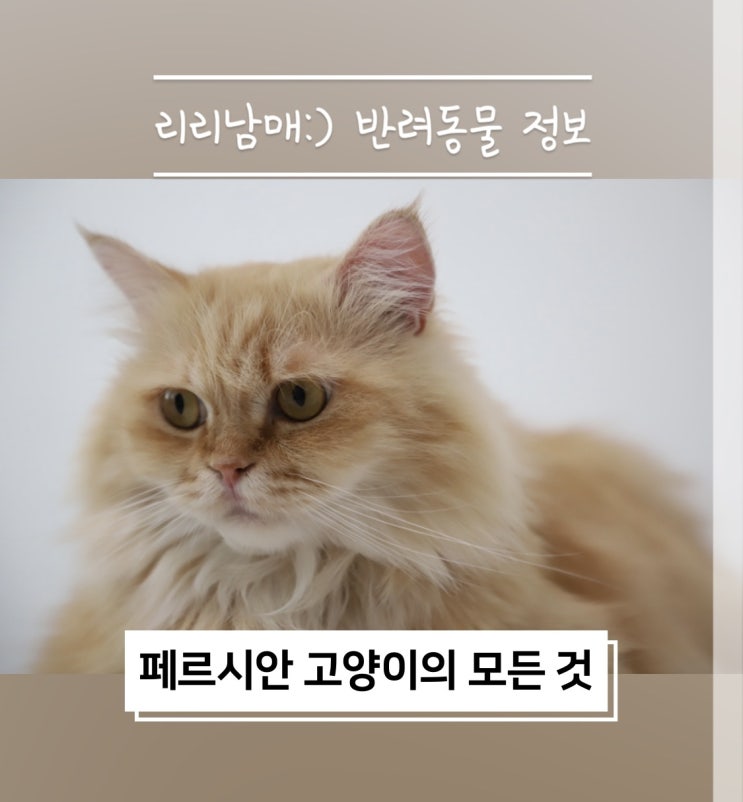  페르시안 고양이 종류, 성격과 특징 (f. 친칠라, 엑죠틱)