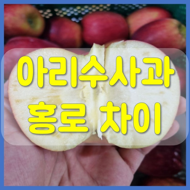  아리수사과 홍로사과 차이점은 무엇일까?