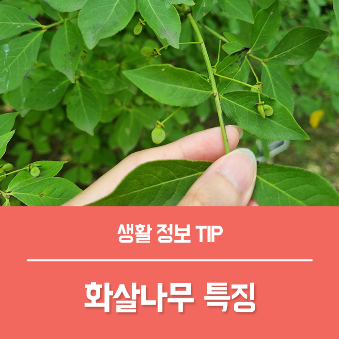  화살나무 꽃말 키우기, 화살나무 효능
