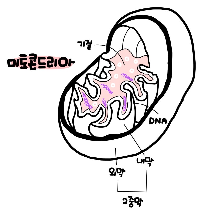 [생명과학 1] 세포의 생명 활동 (물질대사, 세포 호흡, ATP, 에너지의 전환과 이용) : 네이버 블로그