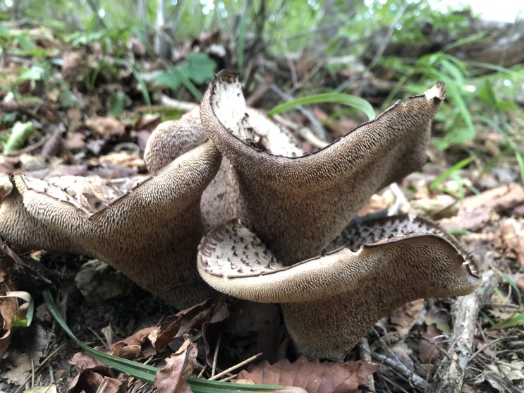 능이버섯 산행