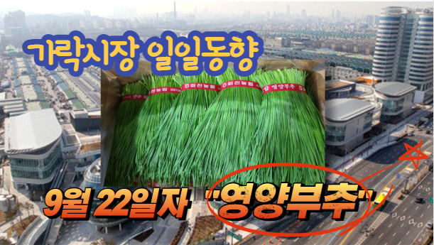 [경매사 일일보고] 9월 22일자 가락시장 "영양부추" 경매동향을 살펴보겠습니다!