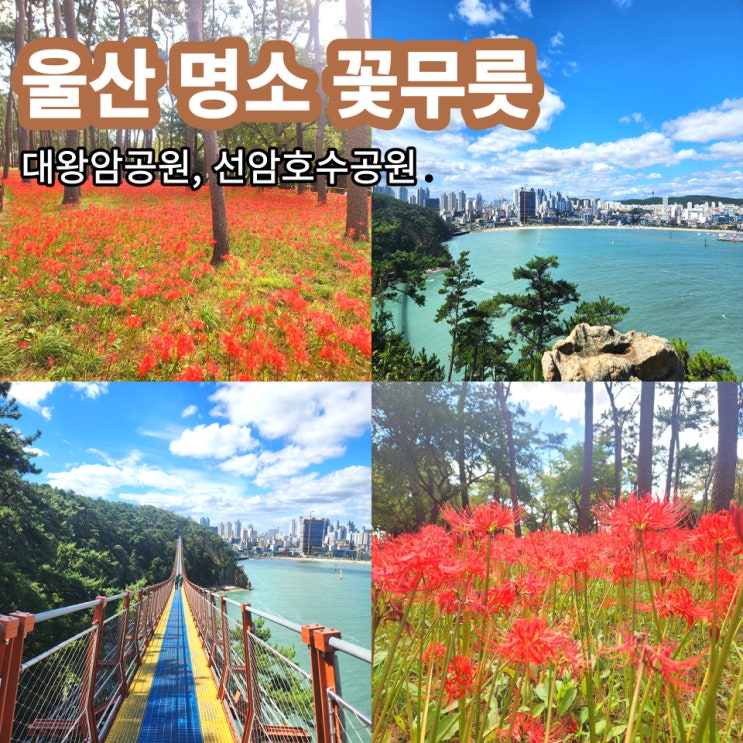  울산 대왕암 공원 꽃무릇의 물결 그리고 선암호수공원