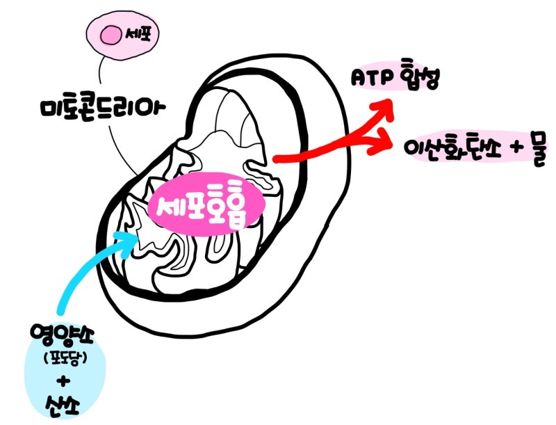 [생명과학 1] 세포의 생명 활동 (물질대사, 세포 호흡, ATP, 에너지의 전환과 이용) : 네이버 블로그