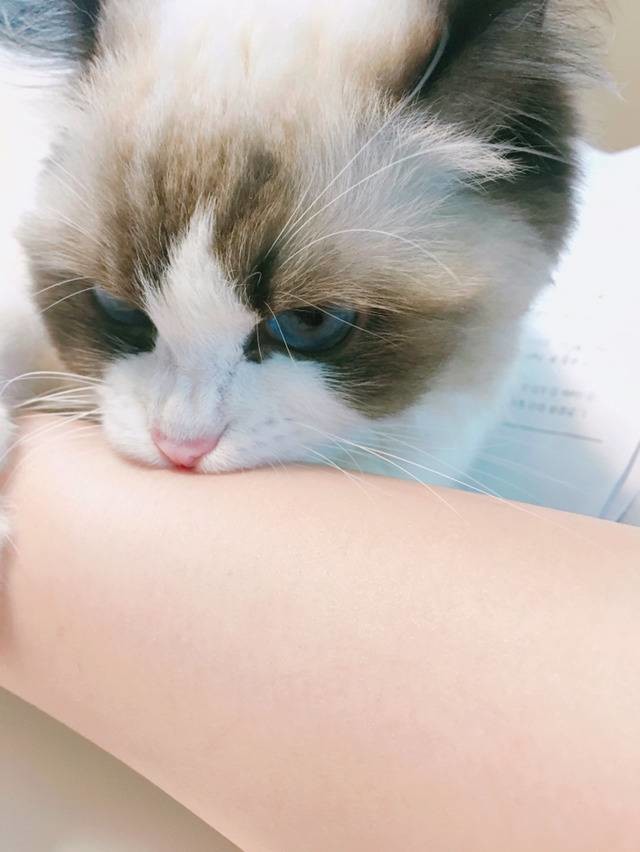  고양이 사진 모음 2