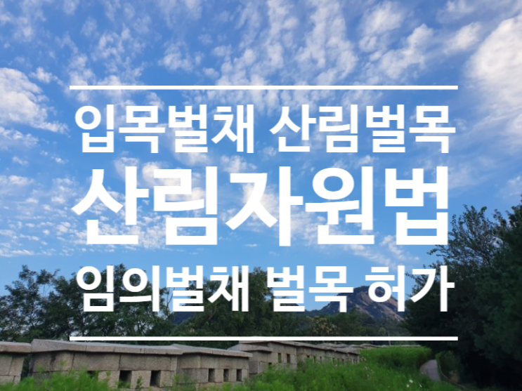  입목벌채 벌목 벌채허가 벌목허가 임의벌채 임의벌목 허가없이 벌채 벌목(벌채 2탄)