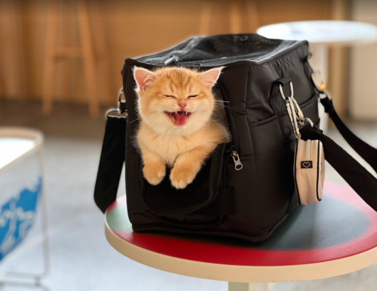 쏘오옥백 고양이 이동장 으로도 편하게 사용해요