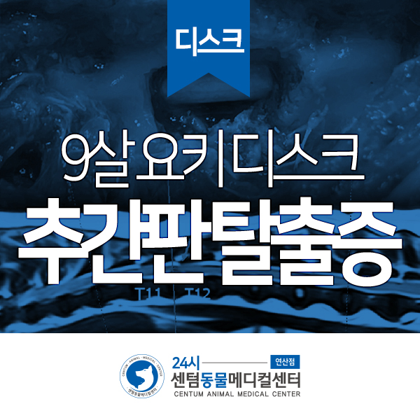  [디스크] 9살 요크셔테리어 <흉요추 디스크> / 24시 센텀동물메디컬센터 연산점 / 부산 창원 마산 김해 강아지 디스크 전문 진료 동물병원