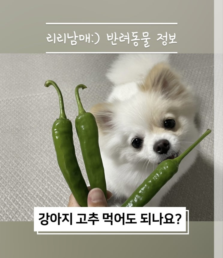 강아지가 고추 먹어도 되나요 먹으면 안되는 음식이예요