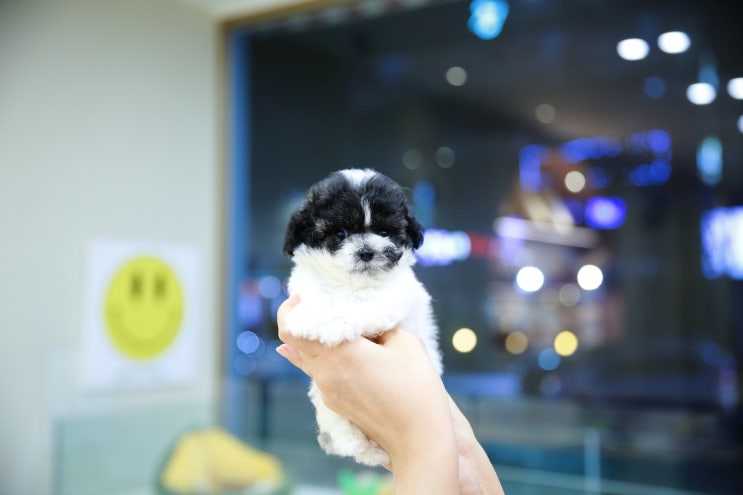  달링하이울산점 파티푸들 로로가 평생을 함께할 가족을 기다리고 있어요 울산강아지분양 프리미엄펫샵 울산애견분양샵에서 파티푸들 로로가 기다리고 있을께요