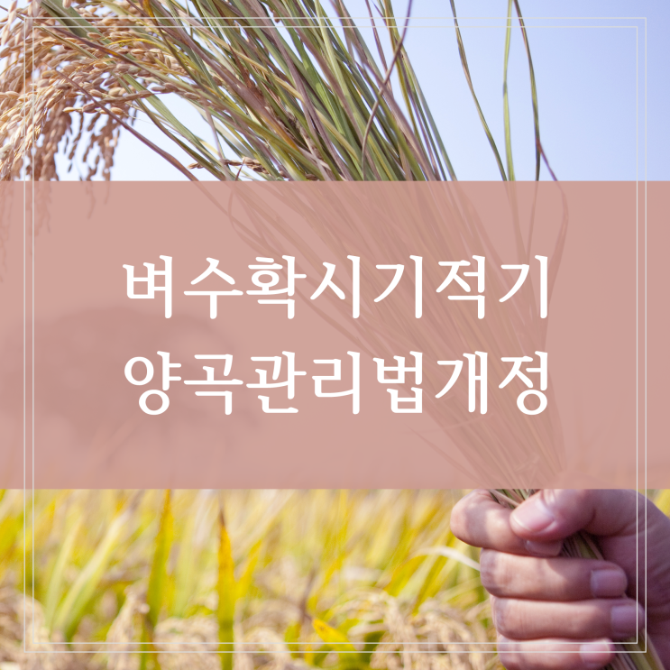  햅쌀 벼 수확시기 적기와 쌀값 폭락 대책 양곡관리법 개정안 상정