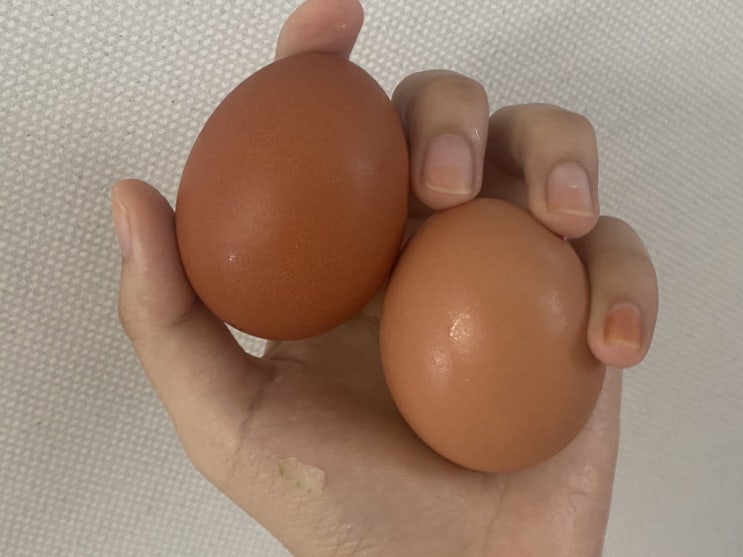  계란효능 같이 알아볼까요?