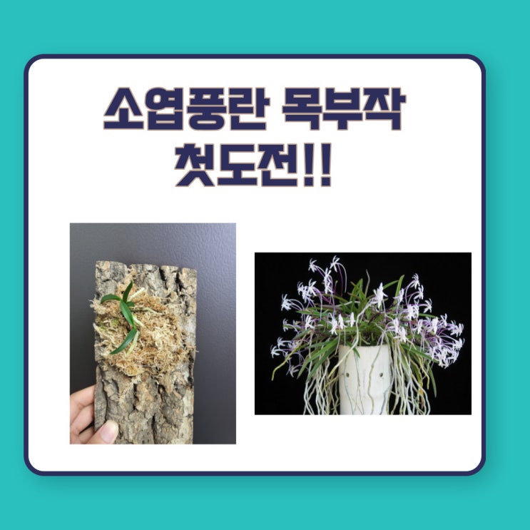  식물일기_소엽풍란 목부작하기(다죽어가는 식물 구제하기)
