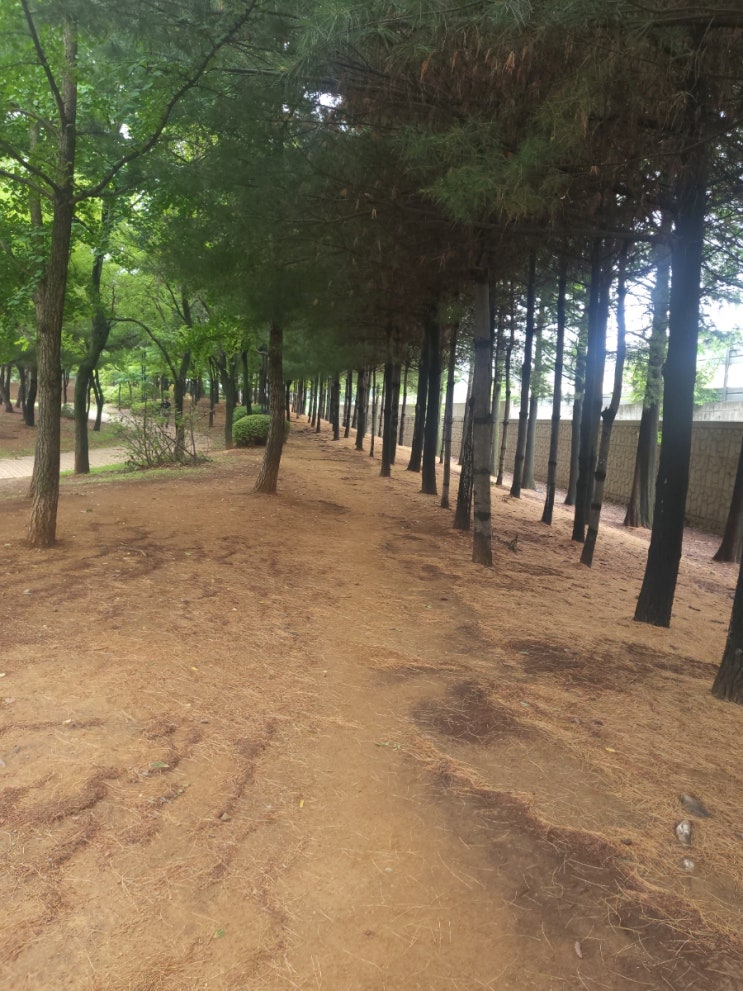  용 꿈해몽 꿈풀이