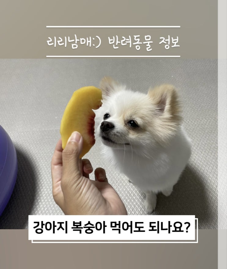  복숭아 강아지가 먹어도 되는 과일일까 알아봅시다