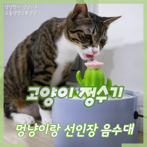 고양이 세라믹 정수기, 멍냥이랑 선인장 음수대
