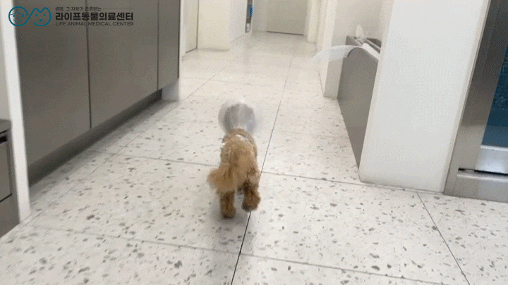 대구 강아지 슬개골탈구 수술은 라이프에서! 슬개골탈구 3기 양측 수술 케이스 대구 강아지 슬개골탈구 수술은 라이프에서! 슬개골탈구 3기 양측 수술 케이스