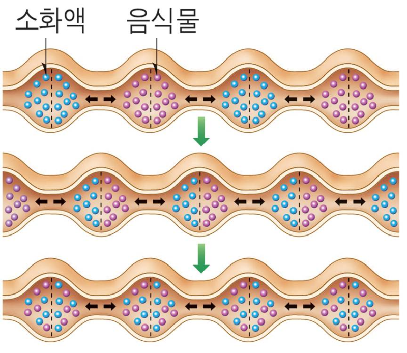 [중학과학]5단원 소화와 순환(1)-소화(수정) : 네이버 블로그