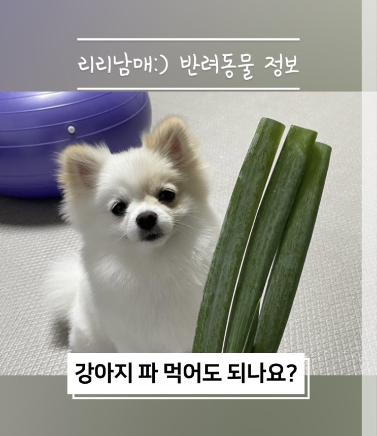  강아지 파 먹어도 되나요? 파 종류 먹으면 안돼요