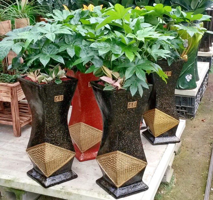  팔손이 Fatsia japonica 키우기 물주는법 온도 병충해예방