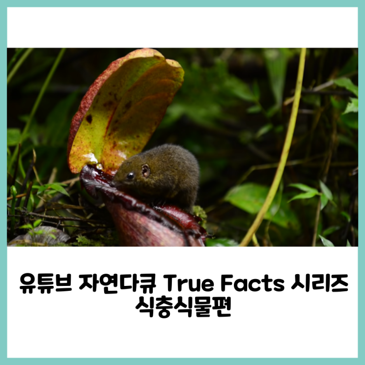  식충식물 다큐 리뷰(True Facts : Carnivorous Plants)