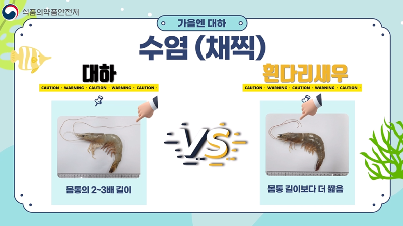 대하인 줄 알았던 너, 흰다리 새우였다고?