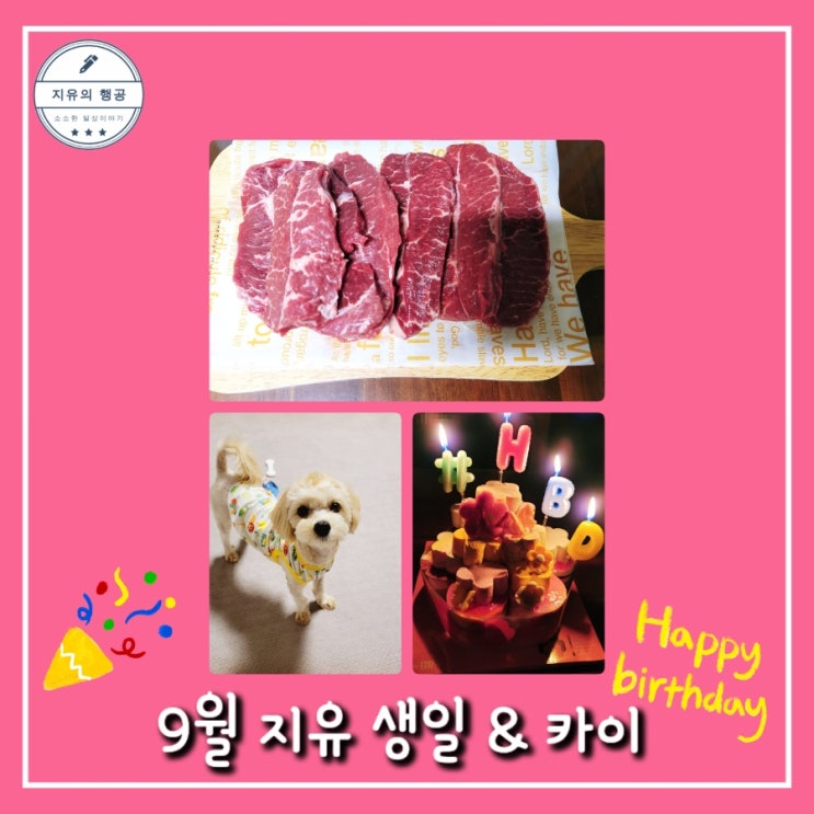  9월3일 지유 생일 그리고 말티푸 카이의 일상사진~ 카카오 톡 선물하기