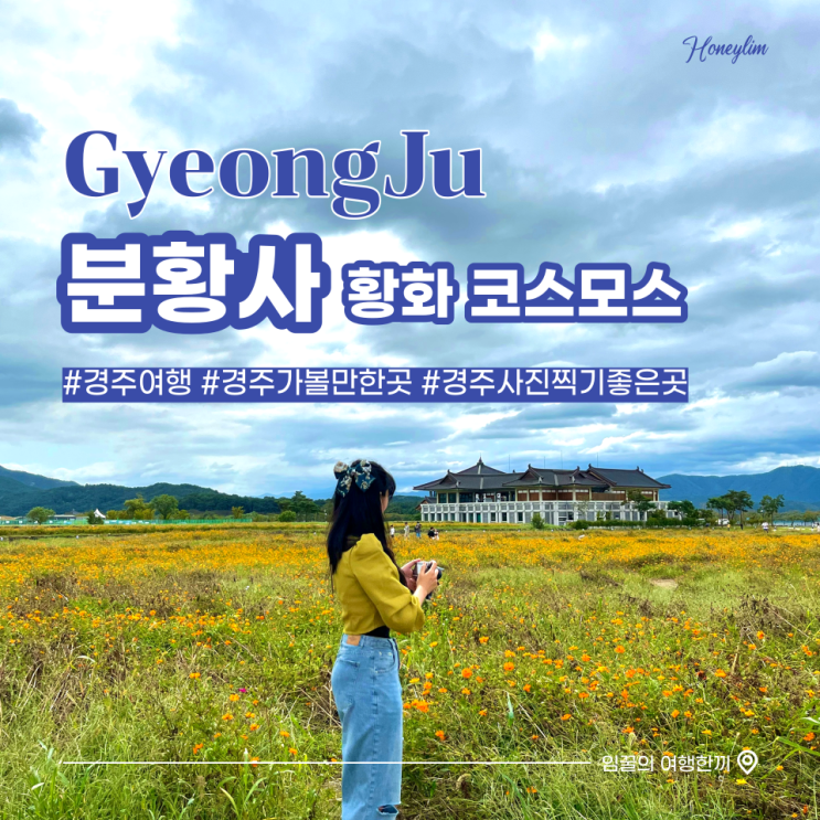  경주 가볼만한곳, 가을 여행 사진 찍기 좋은 곳 : 분황사 황화코스모스