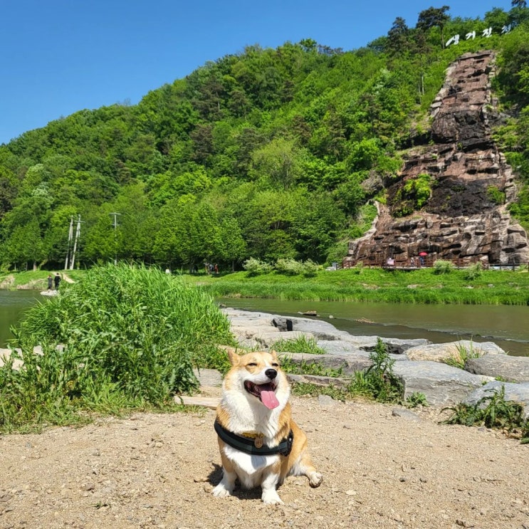  충북 진천, 강아지랑 가기 좋은 나들이 코스 알아보기