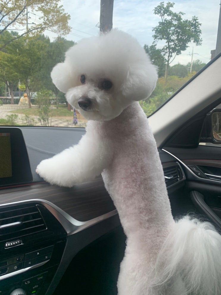 2022 09 22 댕댕이 일기 2022 09 22 댕댕이 일기