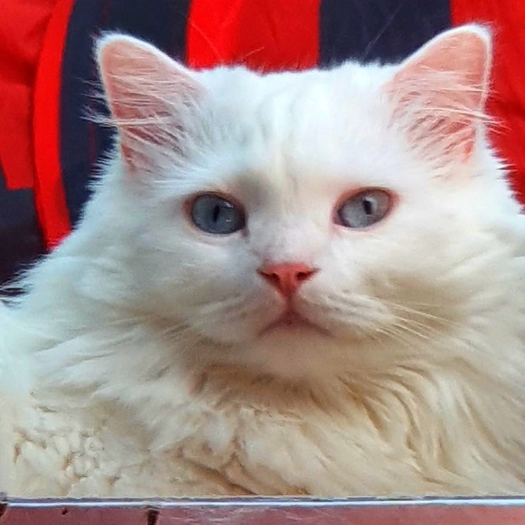  우리집 고양이는 식이 알러지를 가지고 있어요
