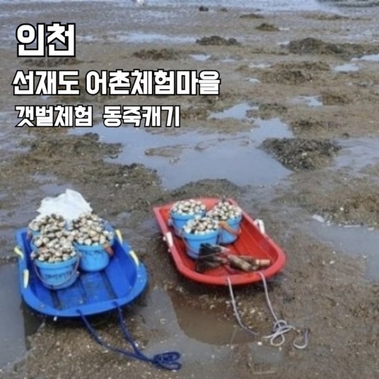  아이와 갯벌여행 선재도 어촌체험마을  동죽캐키