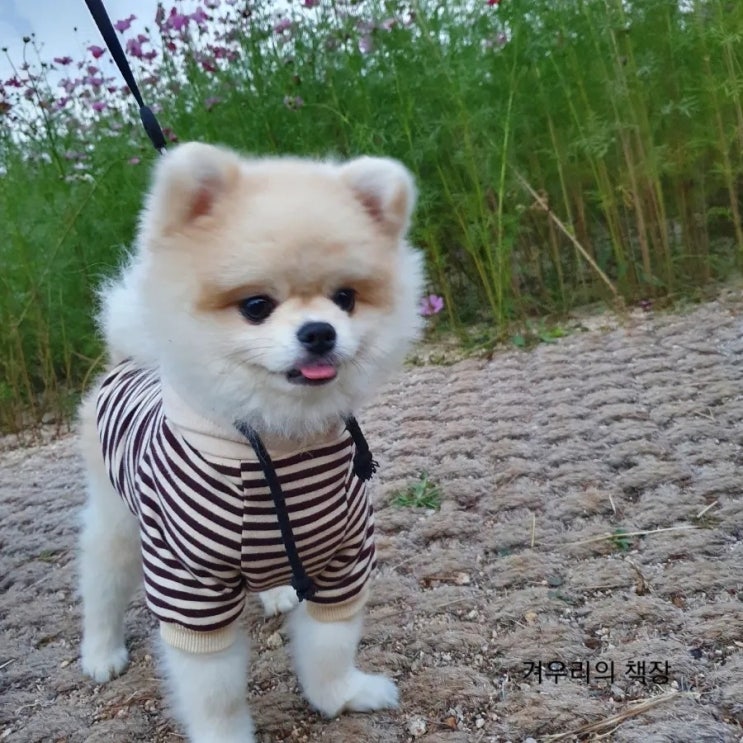  주간일기 챌린지 #29. 강아지 산책