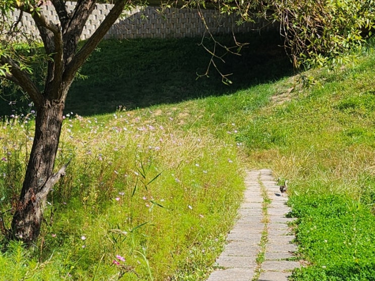  오랜만에 5km 이상 달리기