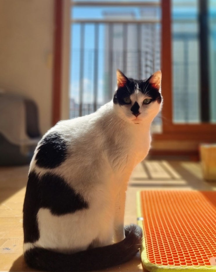  고양이 입양 첫날을 위해 반드시 알아야 할 준비물