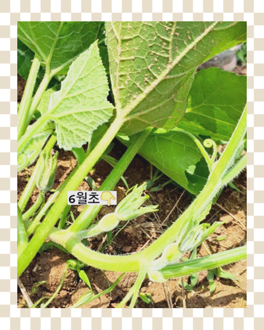  내돈내산 파주 뮌스터담 서울근교 데이트코스 빵맛집 대파빵 구입