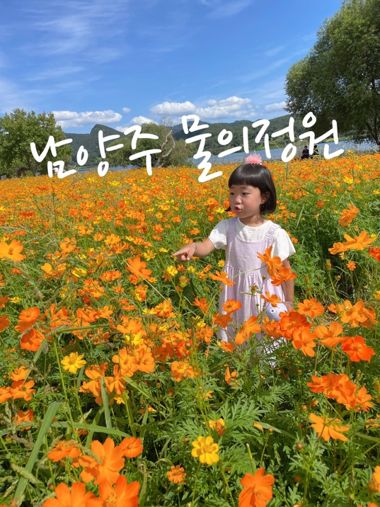  남양주 가을명소 아이랑 갈만한곳 코스모스밭 ️물의정원 황화코스모스 현재상황