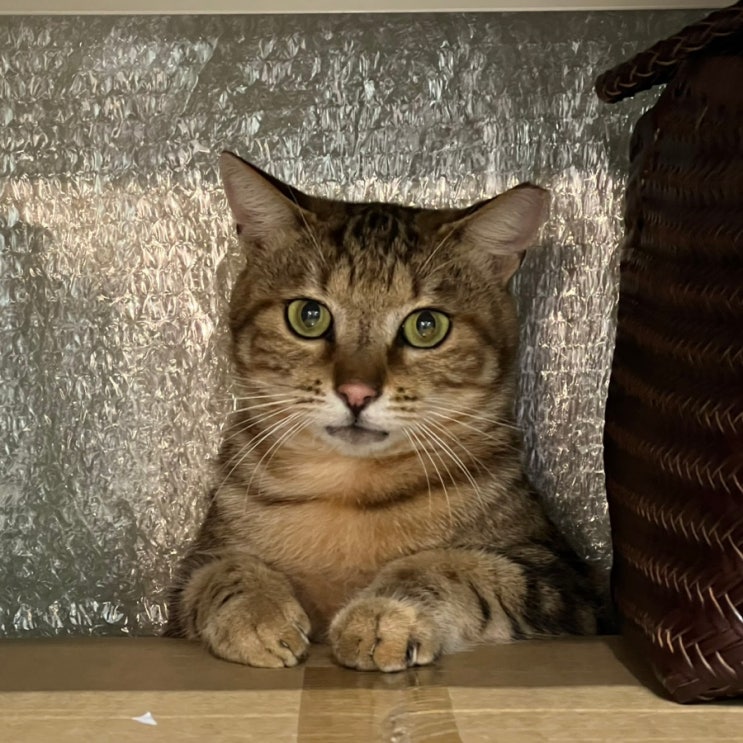  삼실 창고에 길냥이 들어온 사건