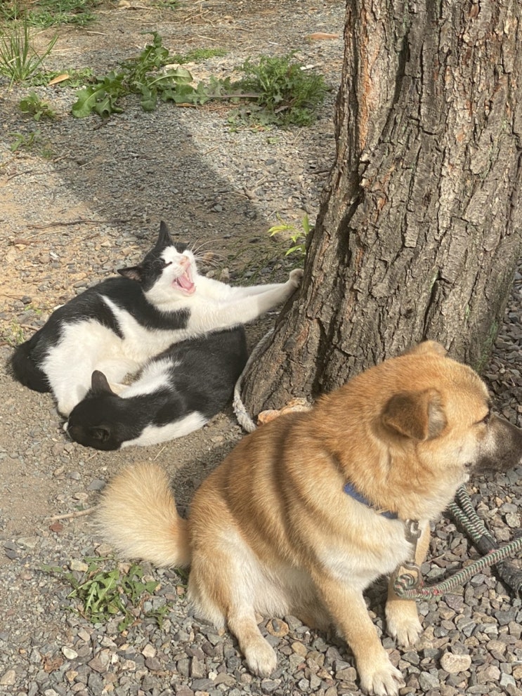  고양이와 강아지