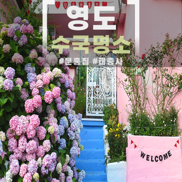  부산 영도 태종사 분홍집 수국 축제 취소 꽃구경 포토존 꽃축제