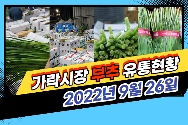  [경매사 일일보고] 9월 26일자 가락시장 "부추" 경매동향을 살펴보겠습니다!
